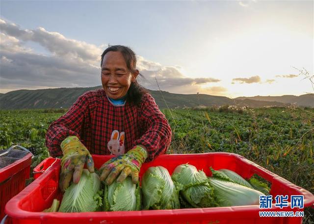 宁夏西吉：冷凉蔬菜产业助脱贫