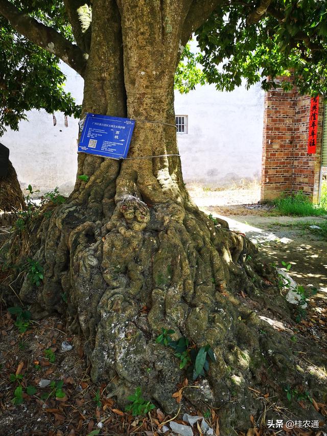 荔枝最古老的直播实生繁育办法，催生广西灵山县丰富的荔枝品种