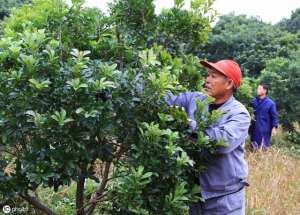 杨梅树种植方法(杨梅是一种耐贫瘠的果树，但对施肥要求也严格，那该怎么施肥呢？)