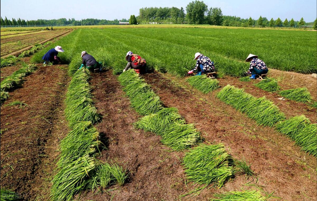 禁止种菜后，农村又要拆掉院墙？多地已开始落实，啥情况？