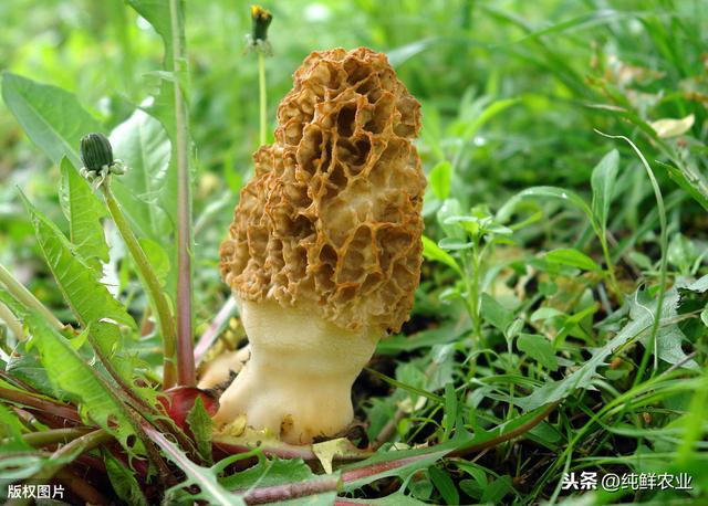 人工种植羊肚菌栽培技术，这几点能让存活率更高！看一看不吃亏