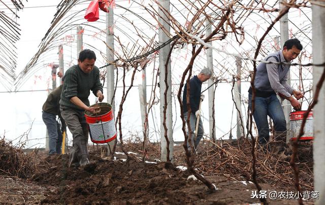 作物生长期磷肥用的巧，长势壮、用肥少，节本增产种植效益好