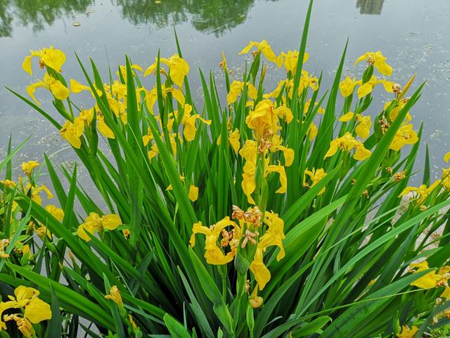 庭院设计师精心总结的15种适合庭院水池栽种的水生植物，建议收藏