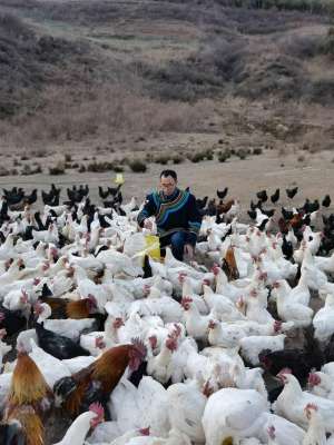 放鸡养殖场(高山建起生态养殖场 大凉山的土鸡蛋飞向全国各地)