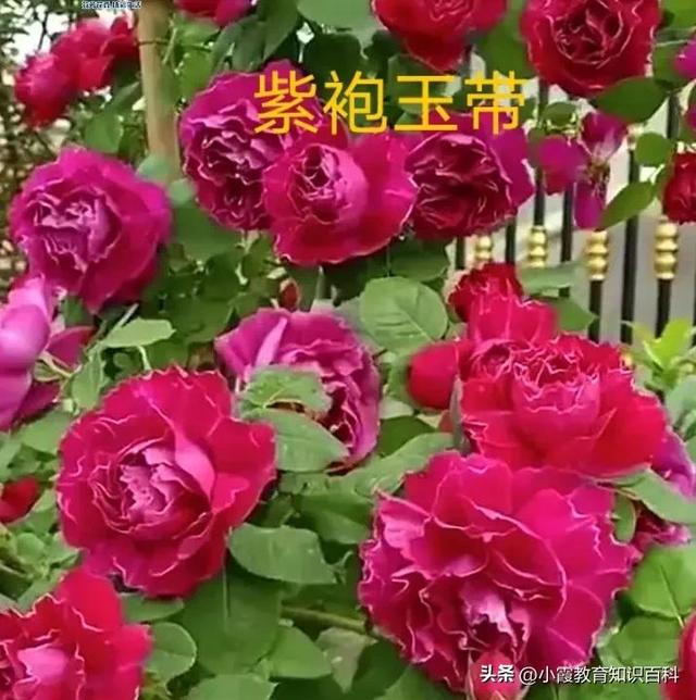 花中皇后月季花