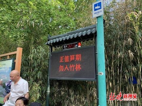 北京紫竹院公园竹笋冒尖 引来馋嘴“盗笋客”