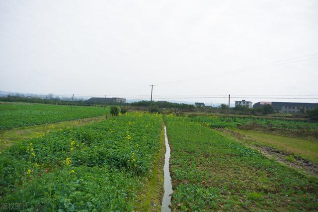 油菜这样种,保你种成功-油菜种植小常识