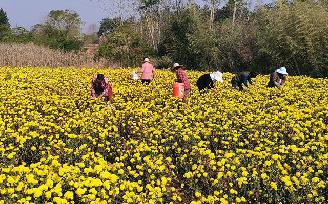 桐城：金丝皇菊迎来大丰收 特色种植助农增收