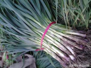 发芽的蒜种植(种大蒜会长出什么，蒜苗、蒜薹、蒜头还是蒜黄，现在终于知道了)