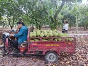 广东榴莲蜜种植基地(海南万宁榴莲蜜上市受热捧 产业前景广阔助力乡村振兴)