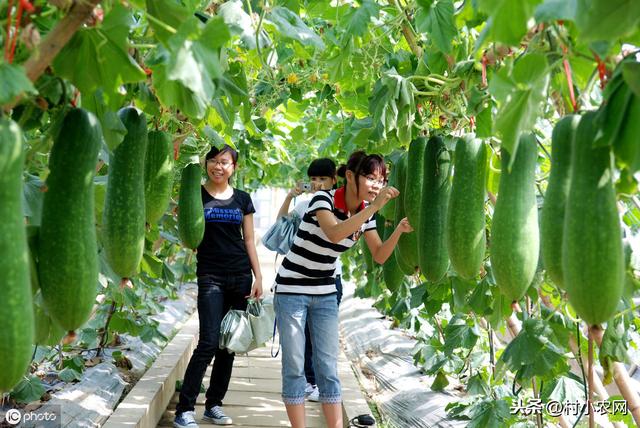 想种植出高产的冬瓜，学会这样科学栽种很关键，你都学会了吗？