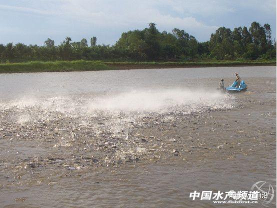 养殖巴沙鱼，这些事你必须要知道