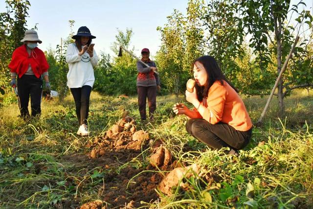 好景山东｜金秋甜蜜蜜！济南黄河岸边红薯喜丰收，田间地头采收忙