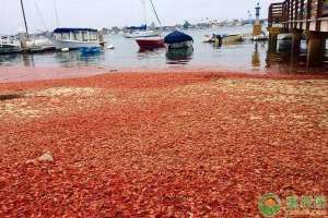 小龙虾无土养殖(德国小龙虾泛滥却禁捕捞，羡煞中国吃货大棚小龙虾养殖有前景)