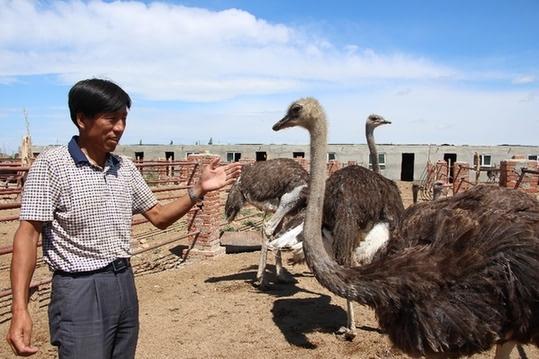 农村兴起鸵鸟养殖，种1亩牧草能养40只，年盈利20万