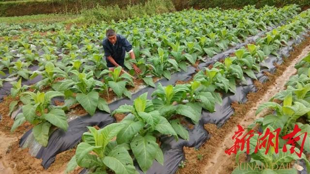 新宁安山：找准产业“金钥匙” 打开脱贫“致富门”