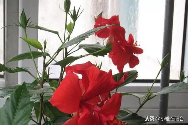 扶桑花这么养，一个过冬小技巧，冬季也开花满枝，一次开90朵