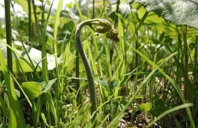 东北山野菜