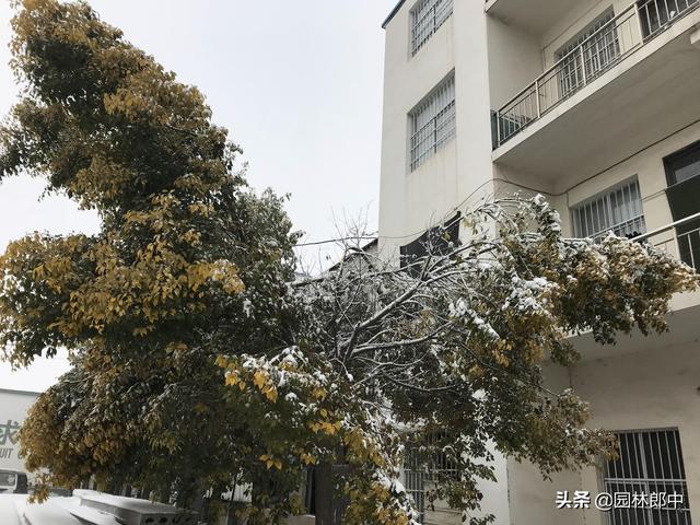 北方种植香樟树，如何做才能有效预防冻害？冻害后又该如何复壮？