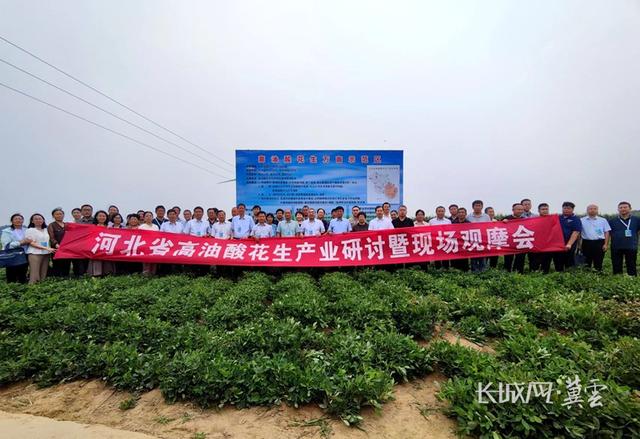 河北省农林科学院：小花生结出致富“金豆豆”