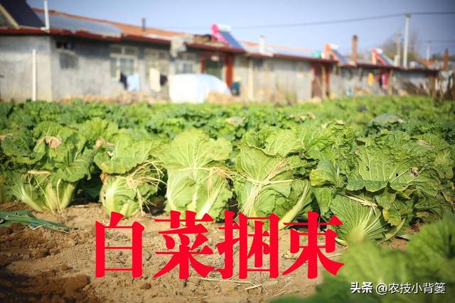 要想种好大白菜，记住7句俗语就不会错过农事