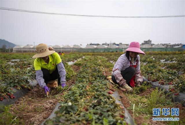 云南昆明：高原特色蔬菜育种忙