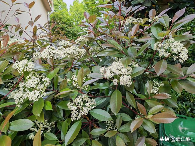 扮靓乡村的红叶石楠“红”了，花开5月，“夏插”5步培苗法育好苗