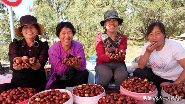 枣树开花结果少、落花落果多？学会这一招，满树大枣压枝头