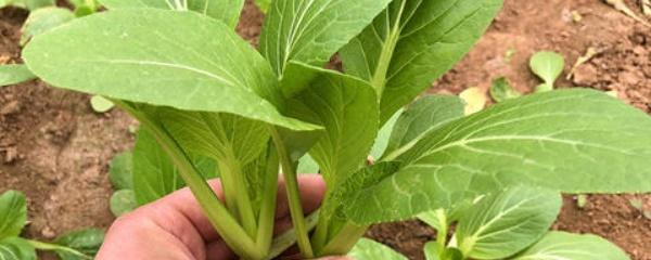 奶油小白菜种子的种植方法