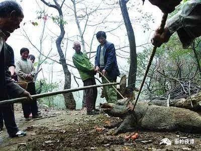 野猪祸害庄稼却被保护农民想不通，专家提出的办法都不可行