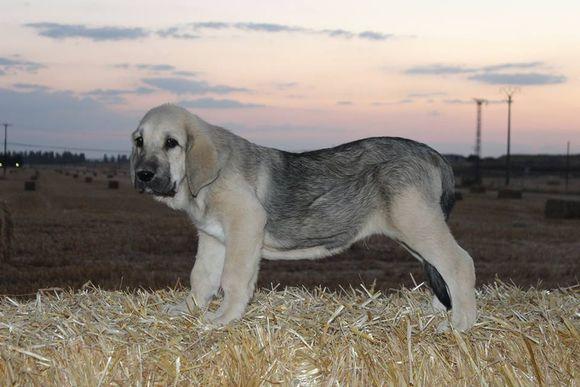 西班牙獒小犬