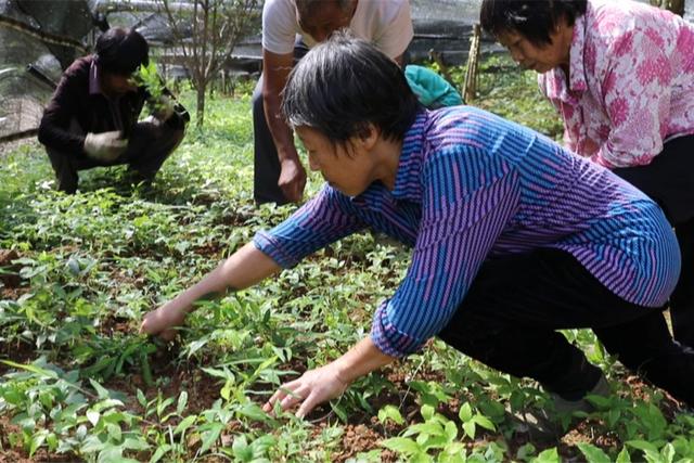 共同富裕勇争先丨盘活土地资源 培育中草药产业 山底村：种植三叶青 带动村民增收