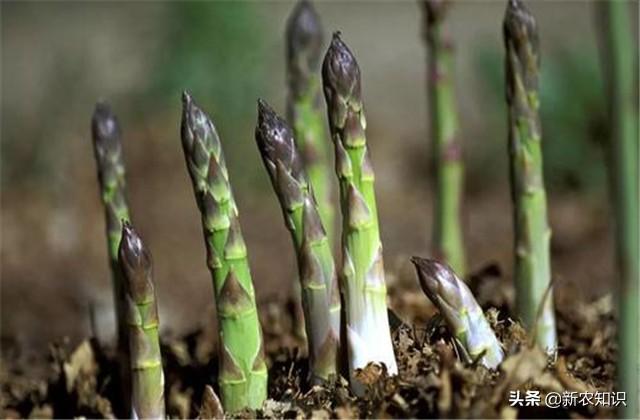 芦笋覆盖育苗与栽培技术分析，种1次可连续采收10年，一起学学