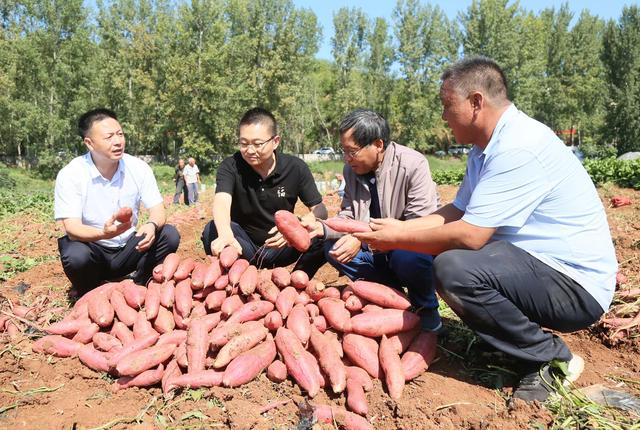 河南洛阳：特色农业，沃土生金