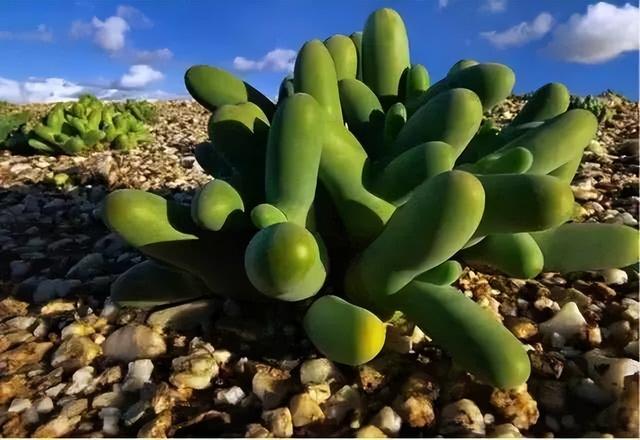 园艺界的收藏佳品——多肉植物的生长特性和栽培方法