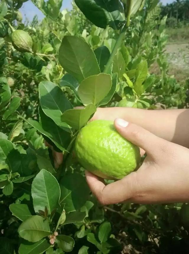 香水柠檬种植与效益：丰收果实与多元应用