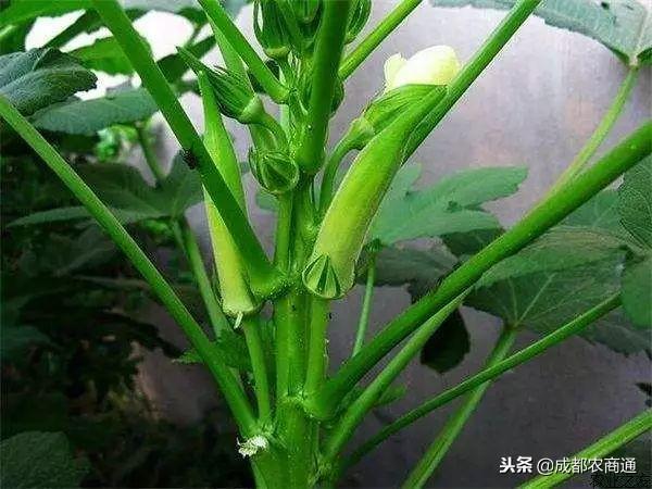 黄秋葵的种植方法，你学到了吗？