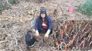 鱼腥草的种植(折耳根气味独特，你知道该怎么高产种植吗？做好这4点其实很简单)