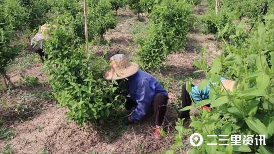 【走进企业看发展】每亩收入12000元，铜川千亩金银花绿意正浓