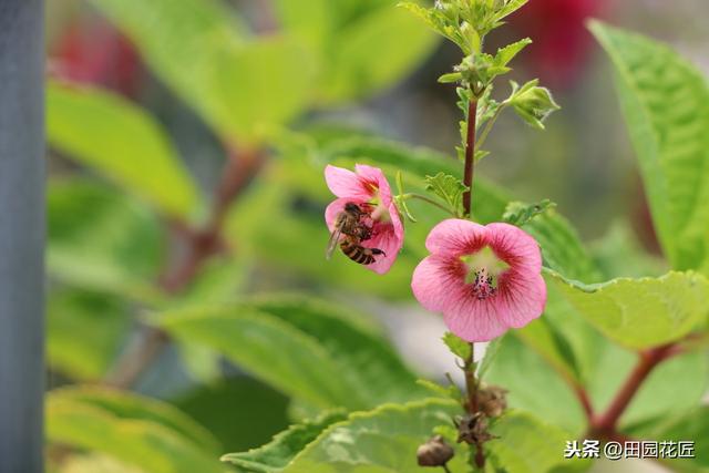 小木槿花量稀少、黄叶怎么办？实用养护方法分享，轻松爆满盆