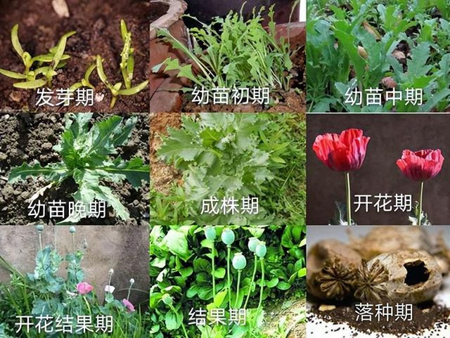 做菜放罂粟真能提鲜吗？村民为“尝鲜”种植罂粟终尝苦果