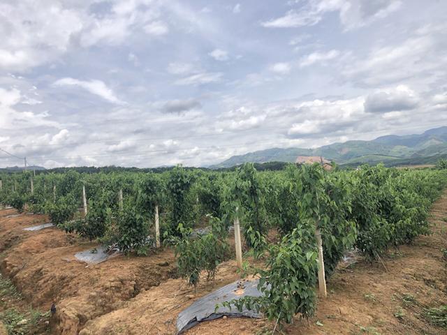 美藤果基地的多样化种植