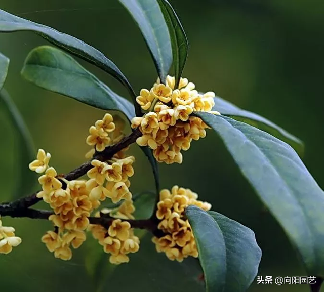 桂花剪剪枝条，沾点“生根水”，插在花盆里，15天长出大白根