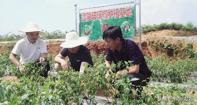 龙虾跑了，辣椒苗死了，青蛙不叫了……遭洪水“洗劫”后，醴陵搞种养的贫困户从头再来