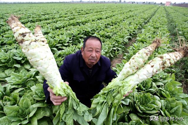 莴笋喜欢什么肥料？如何管理才能长得又粗又壮？老农种植经验分享