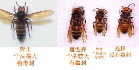 胡蜂人工养殖，蜂王收集这样做