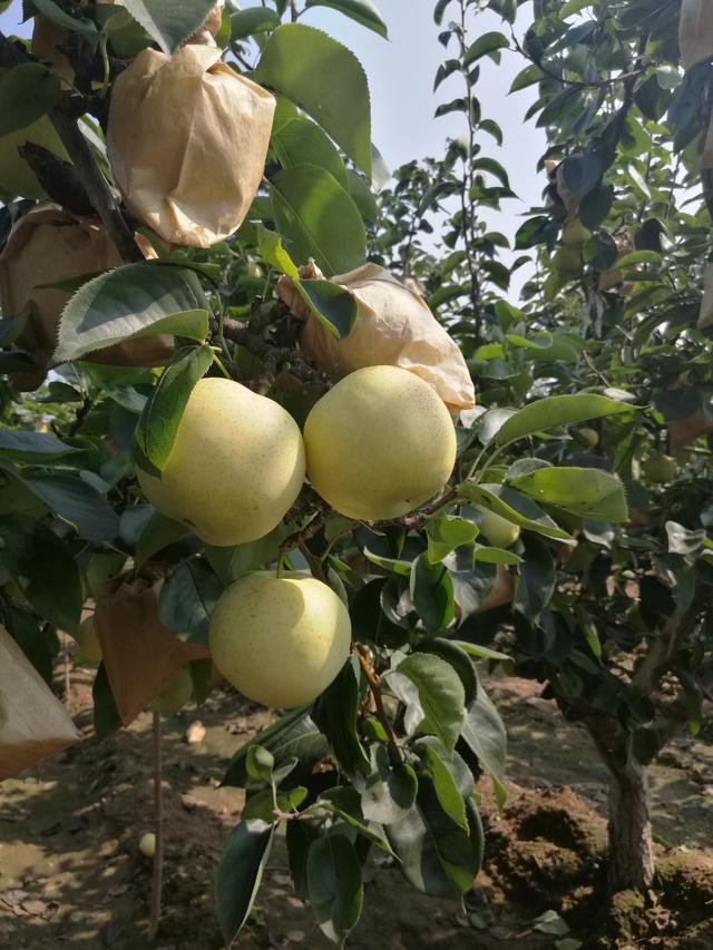 教科书般的翠冠梨种植方法，熟练掌握每个环节，枝头挂满果