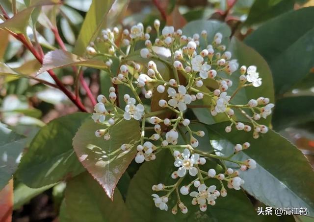 扮靓乡村的红叶石楠“红”了，花开5月，“夏插”5步培苗法育好苗