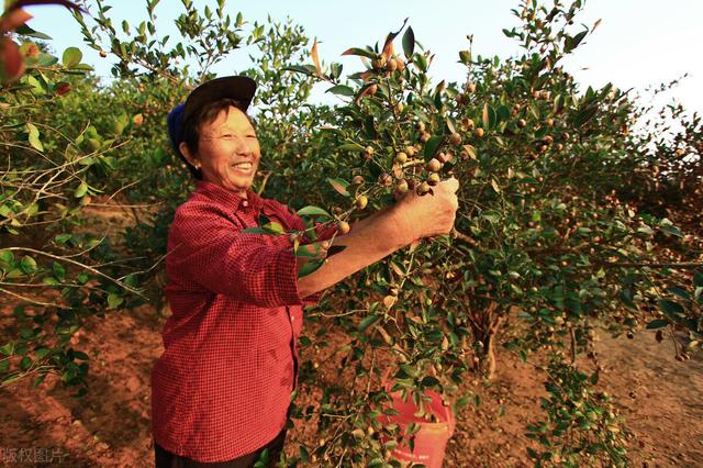 油茶高产栽培管理技术，合理进行修剪和确定种植密度，确保稳产