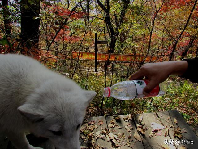 本溪铁刹山偶遇一只小白狐狸一点不怕人咬住我的相机不放